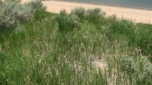 A beach with clear water, green hills, and a partly cloudy sky.