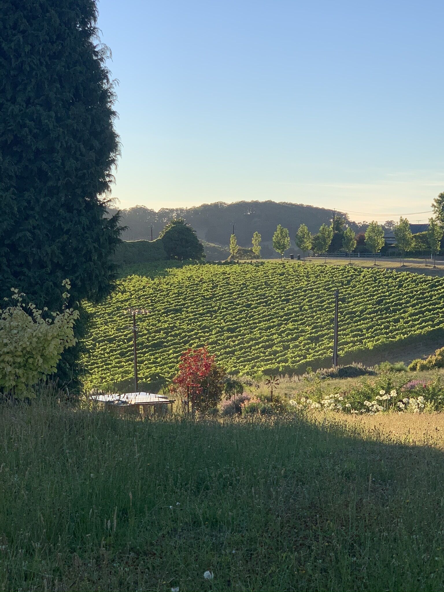 Resort style home set among boutique vineyards.   — image 28