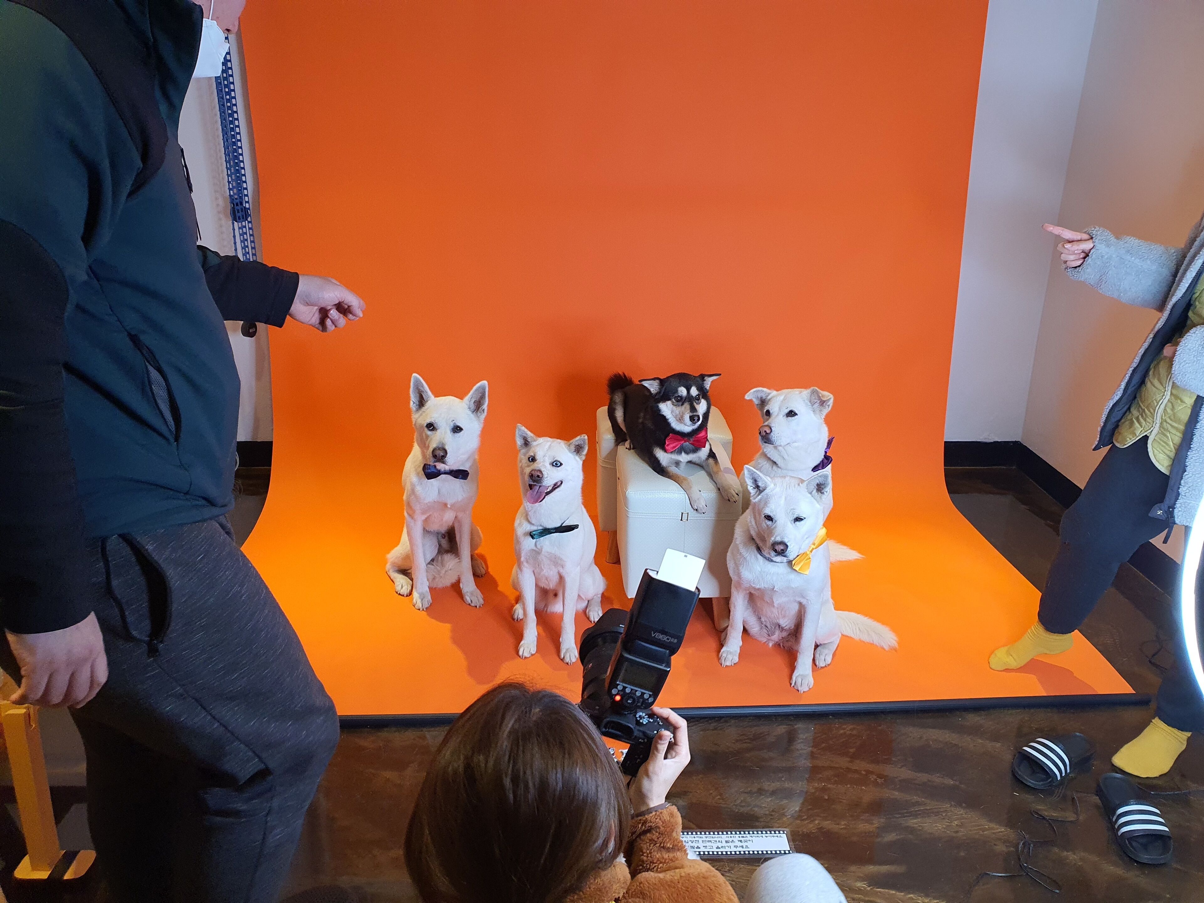 pet-friendly amenities