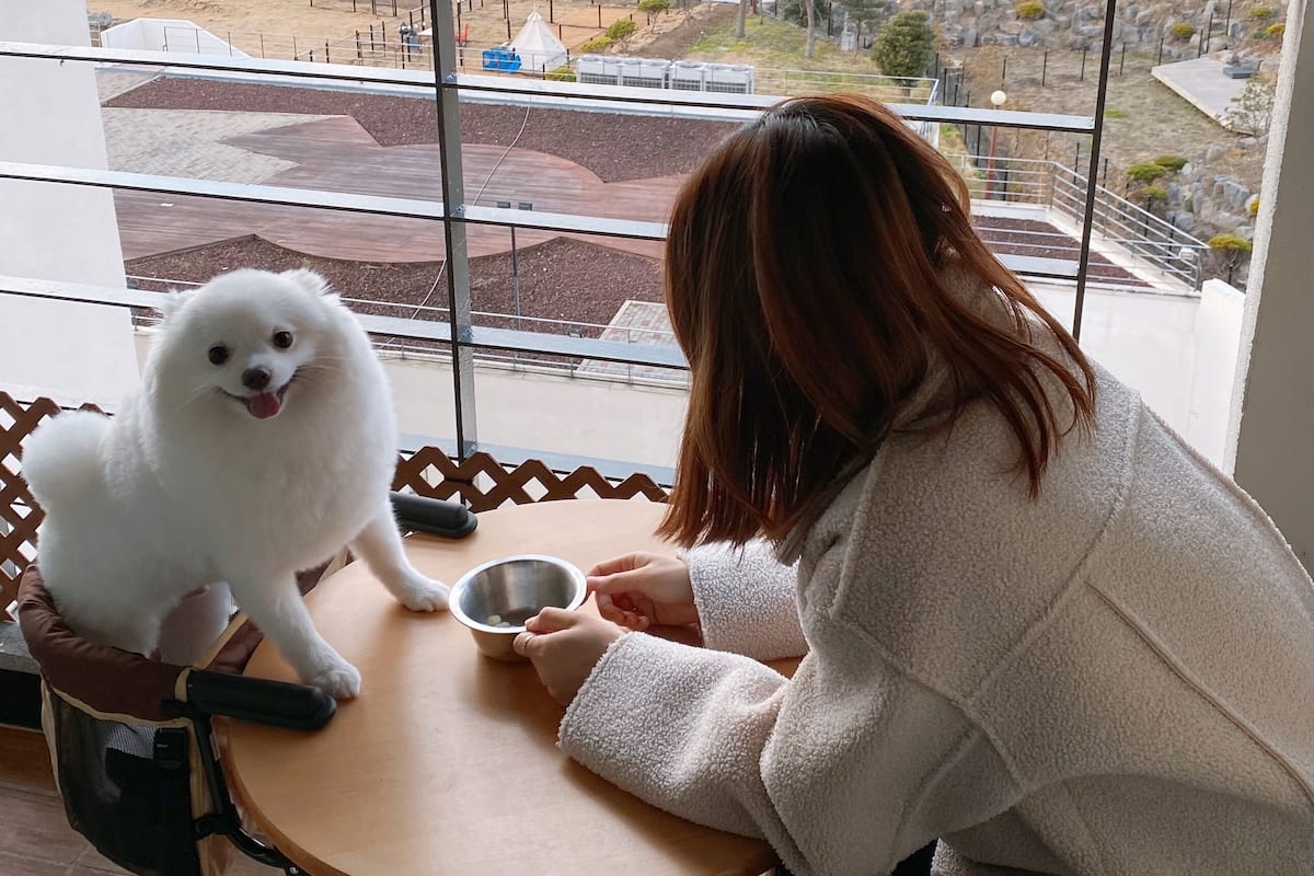 Une personne est assise à une table, accompagnée d’un chien blanc et duveteux, et ils dominent un paysage côtier parsemé de bâtiments et de verdure.