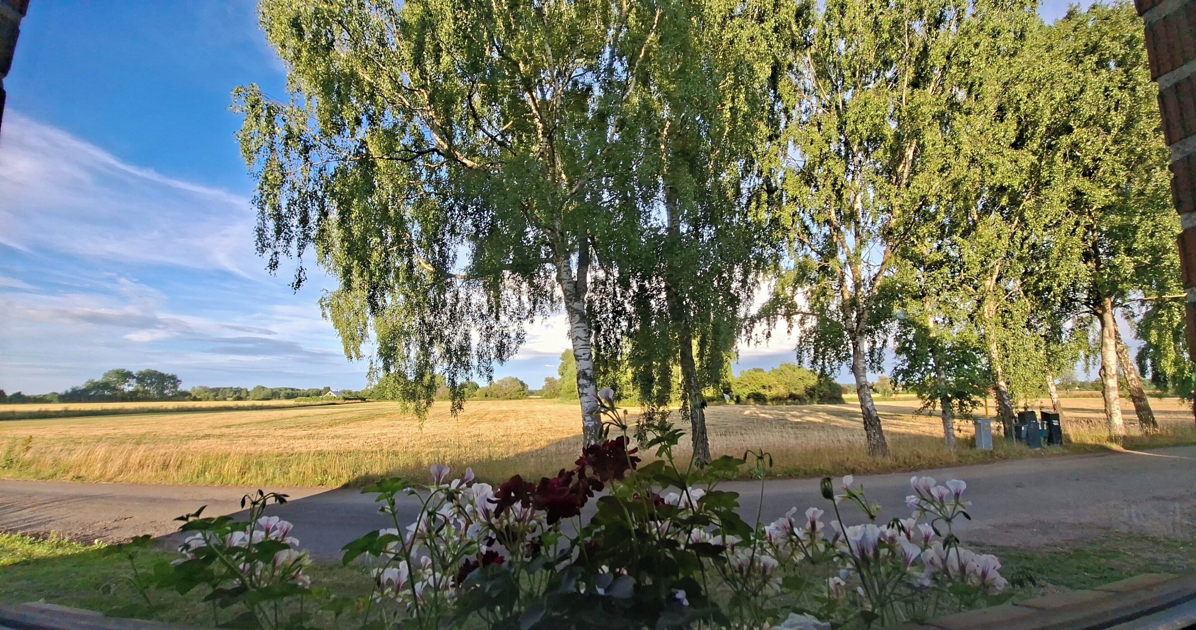 Ländliche Landschaft mit Bäumen, einem Feld und einer Straße.