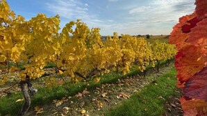 Un vignoble avec des rangées de vignes sous un ciel dégagé.