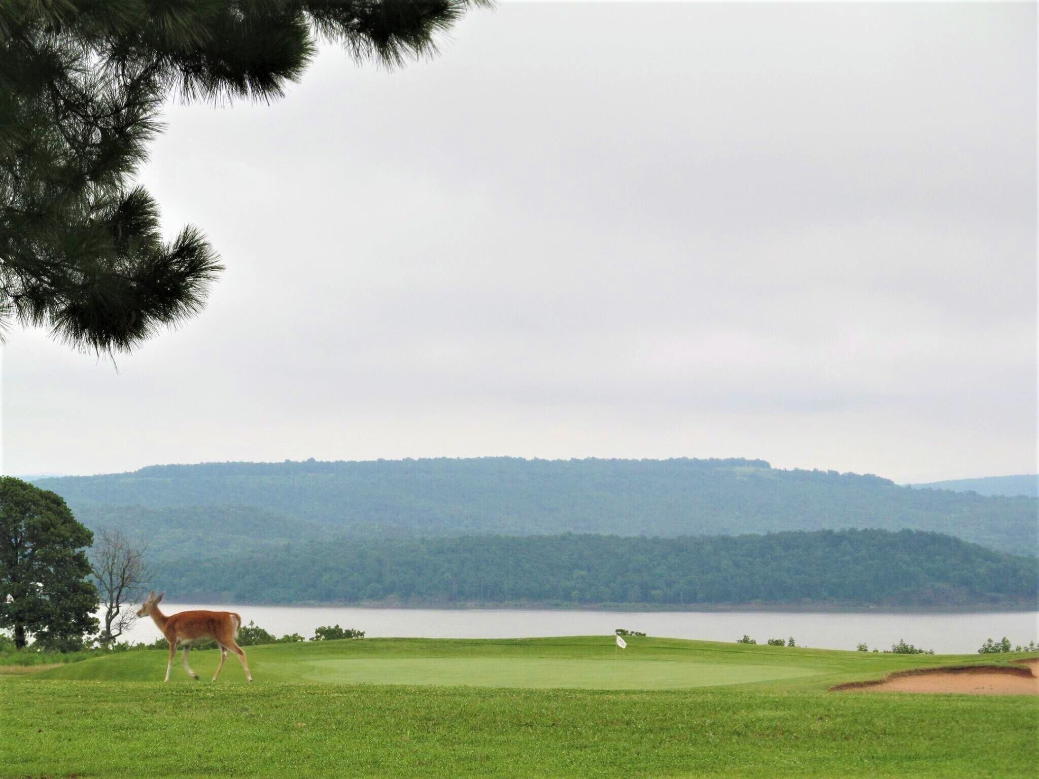 A golf course with a deer on the grass, a lake in the background, and a forested hill.