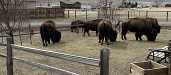 Elk Haven House - Less than 5 min from Yellowstone Park! Beautiful views! 