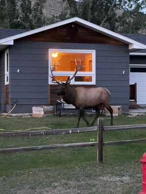 Property grounds - Elk Haven House - Less than 5 min from Yellowstone Park! Beautiful views!  (Gardiner)