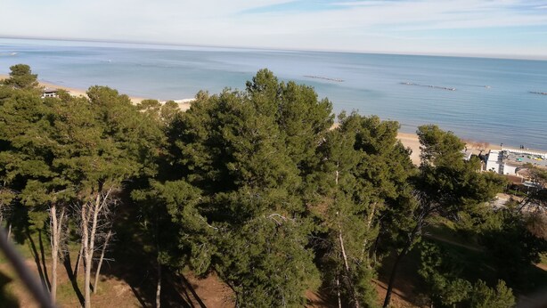 Vista costanera amb pins densos, una platja sorrenca i cel serè.