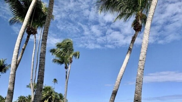A beach with palm trees and a clear sky. - Cozy 2 Bdrms Condo Apt Few Steps from the Beach (Río Grande)