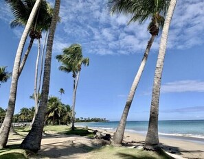A beach with palm trees and a clear sky.