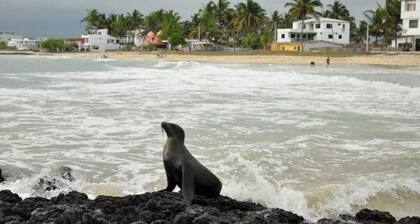 Tour to volcan, swim with sharks! Double Room Suite #2