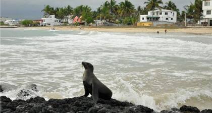 Tour to volcan, swim with sharks! Double Room Suite #3