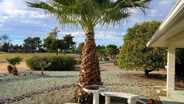 A garden with a palm tree, a stone bench, and a small fountain. - Le Beau Soleil (Sun City West)