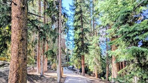 A paved pathway through a forested area with tall trees and a stone structure in the background. - Timbers 3076 (Keystone)