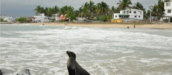 Tour to volcan, swim with sharks! Double Room Suite #5