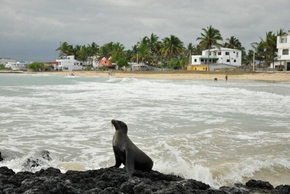 Guests can enjoy breathtaking ocean views from this scenic coastal spot.
