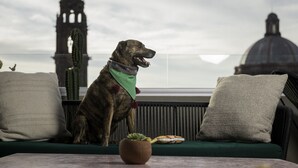Ein Hund sitzt auf einem grünen Sofa mit Blick auf einen Glockenturm und eine Kuppel im Hintergrund.