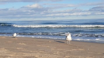 Ein Strand mit zwei Möwen, Wellen und einem klaren Himmel.