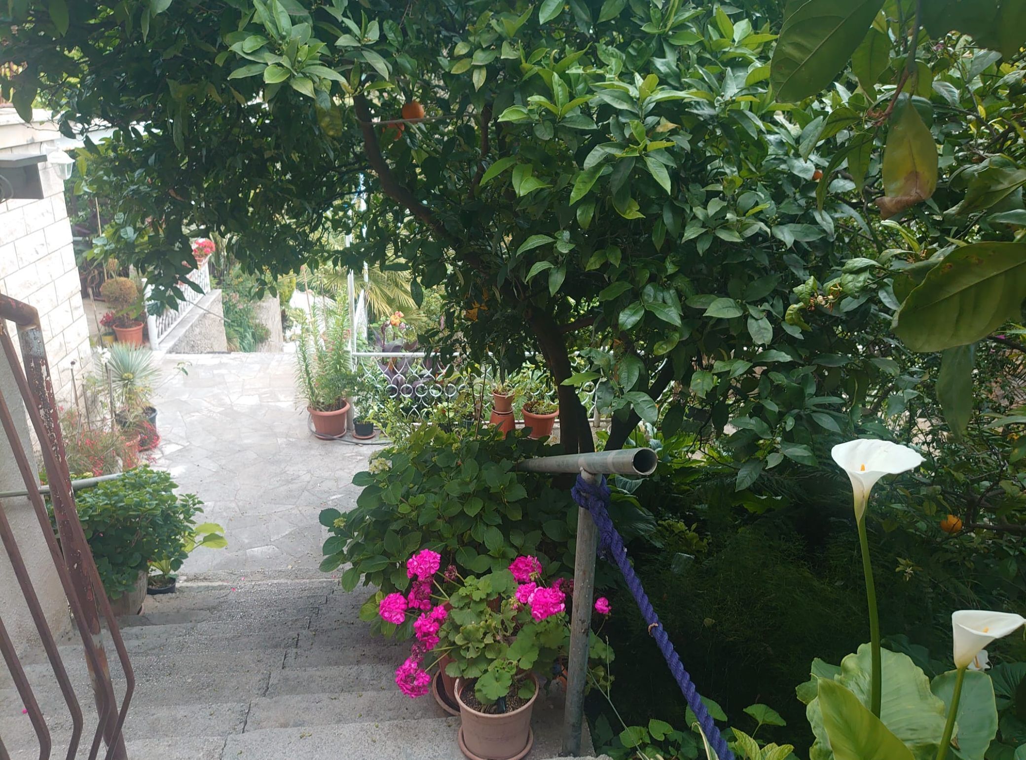 Ein Gartenweg mit Blumentöpfen und Blumen, der zu einem Tor führt.