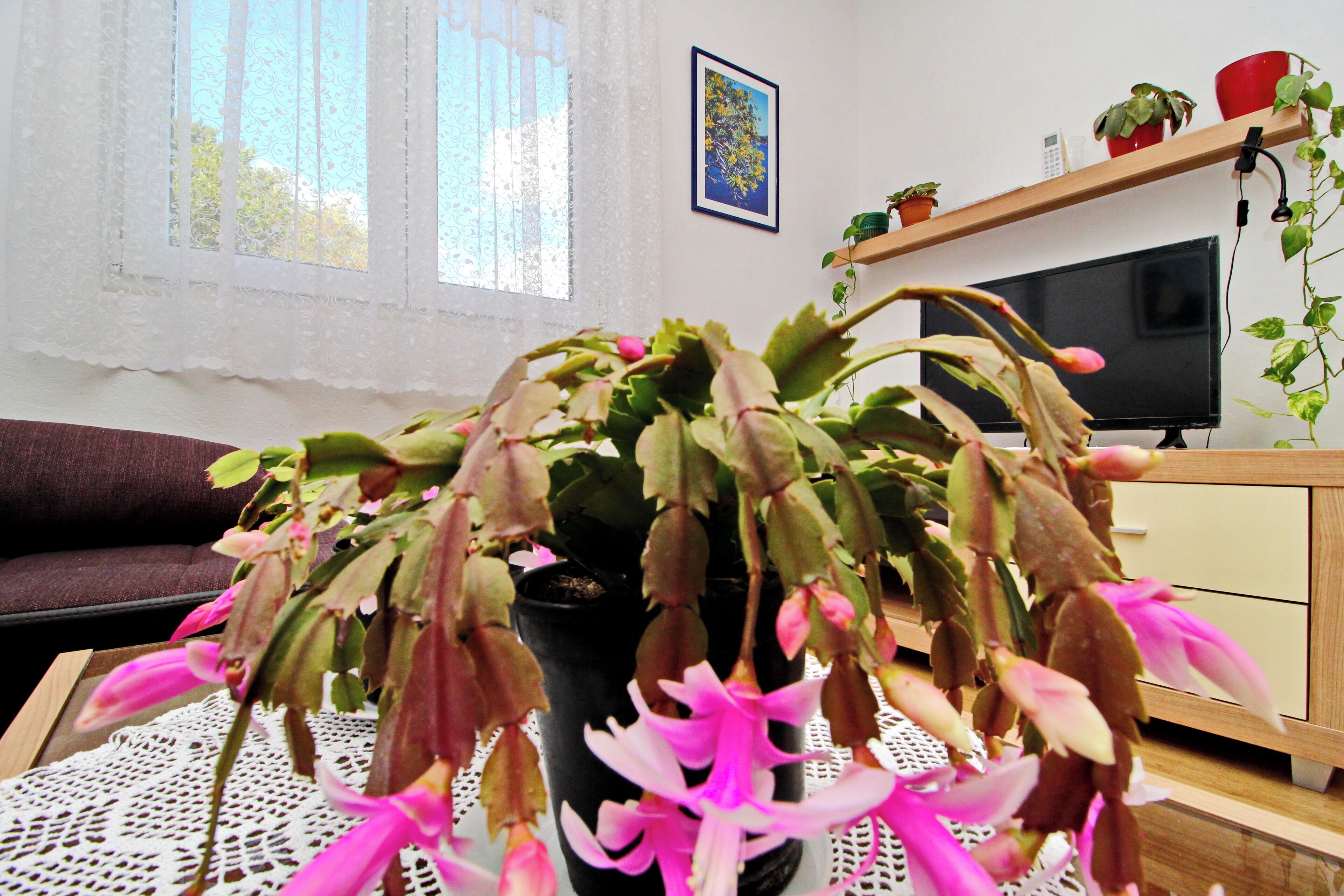 A potted plant with pink flowers on a table in a room with a TV, a wooden cabinet, and a lace doily.