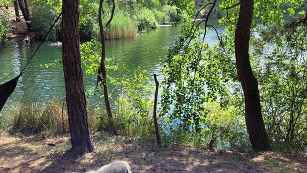 A dog lying on the ground near a body of water surrounded by trees. - Eastern Nostalgia in the Cabin Village (exclusive use) - Yacht tour starting at 7 days, booking included (Groß Köris)