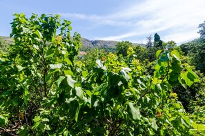 A lush garden with dense foliage and a mountainous backdrop. - Apartments Eos & Vespera (Dubrovnik)