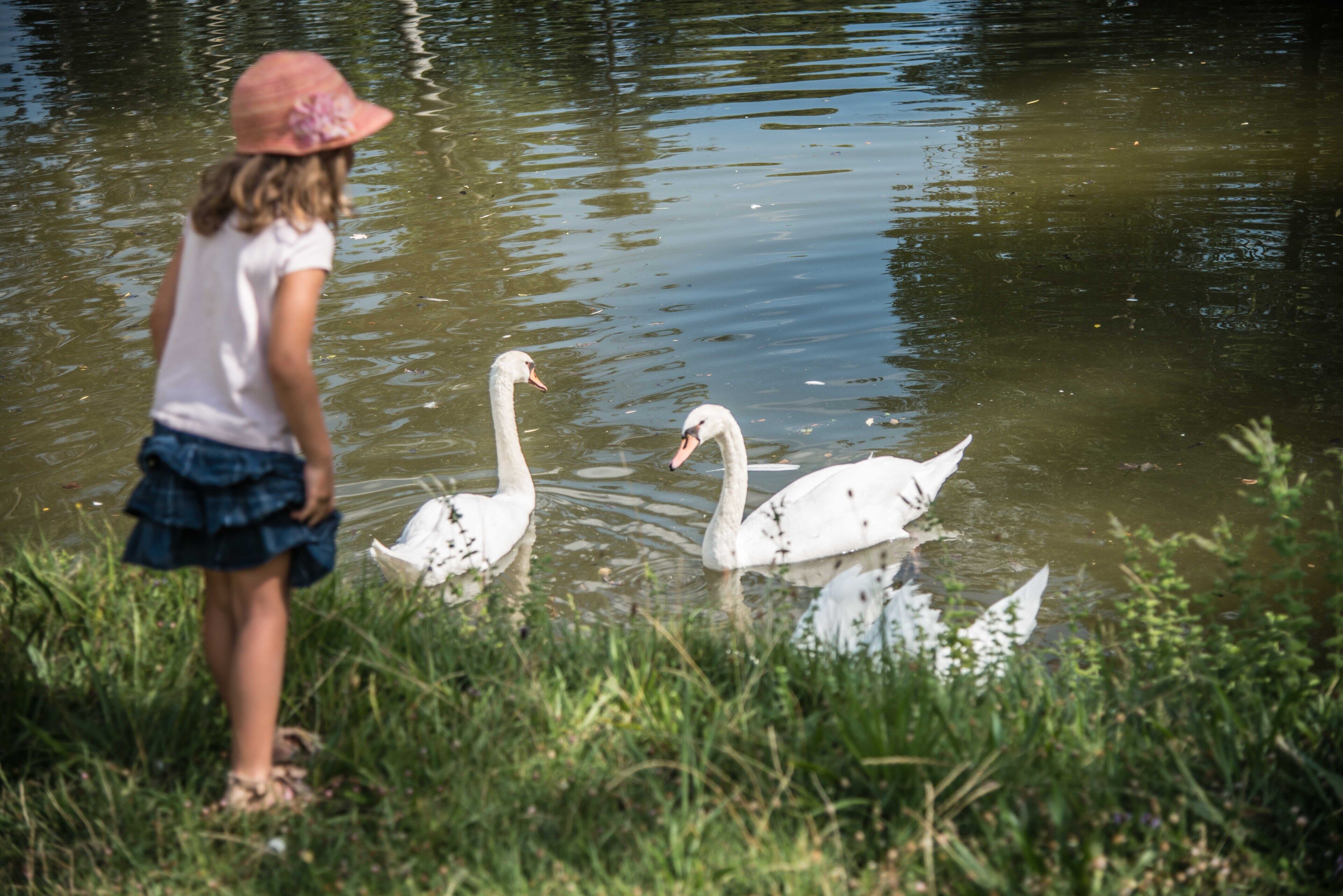 Une personne se tient près d’une étendue d’eau calme, où nagent des cygnes.