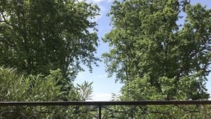 A balcony with a round wooden table and two red chairs, surrounded by greenery and trees. - Gîte au Château Jonquier 2 (Séguret)