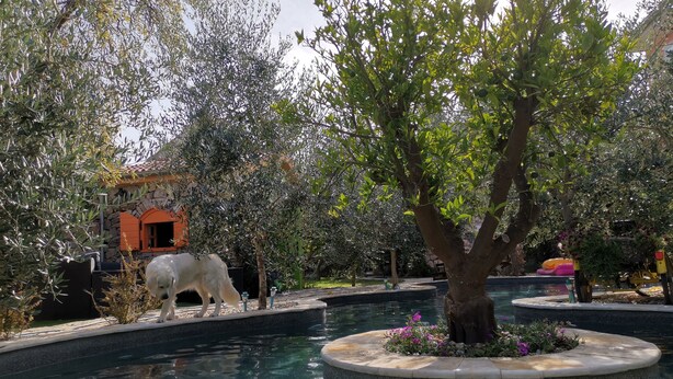 A pool area with a white dog statue, a tree, and a stone building with orange shutters.