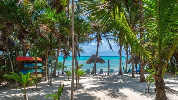 A beach with palm trees, a thatched-roof hut, and a row of beach chairs.