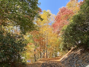 Stroll through the tranquil surroundings, surrounded by trees with vibrant foliage.