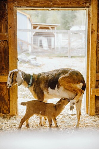 The Nest•Left Foot Farm Goat Dairy•Mt Rainier