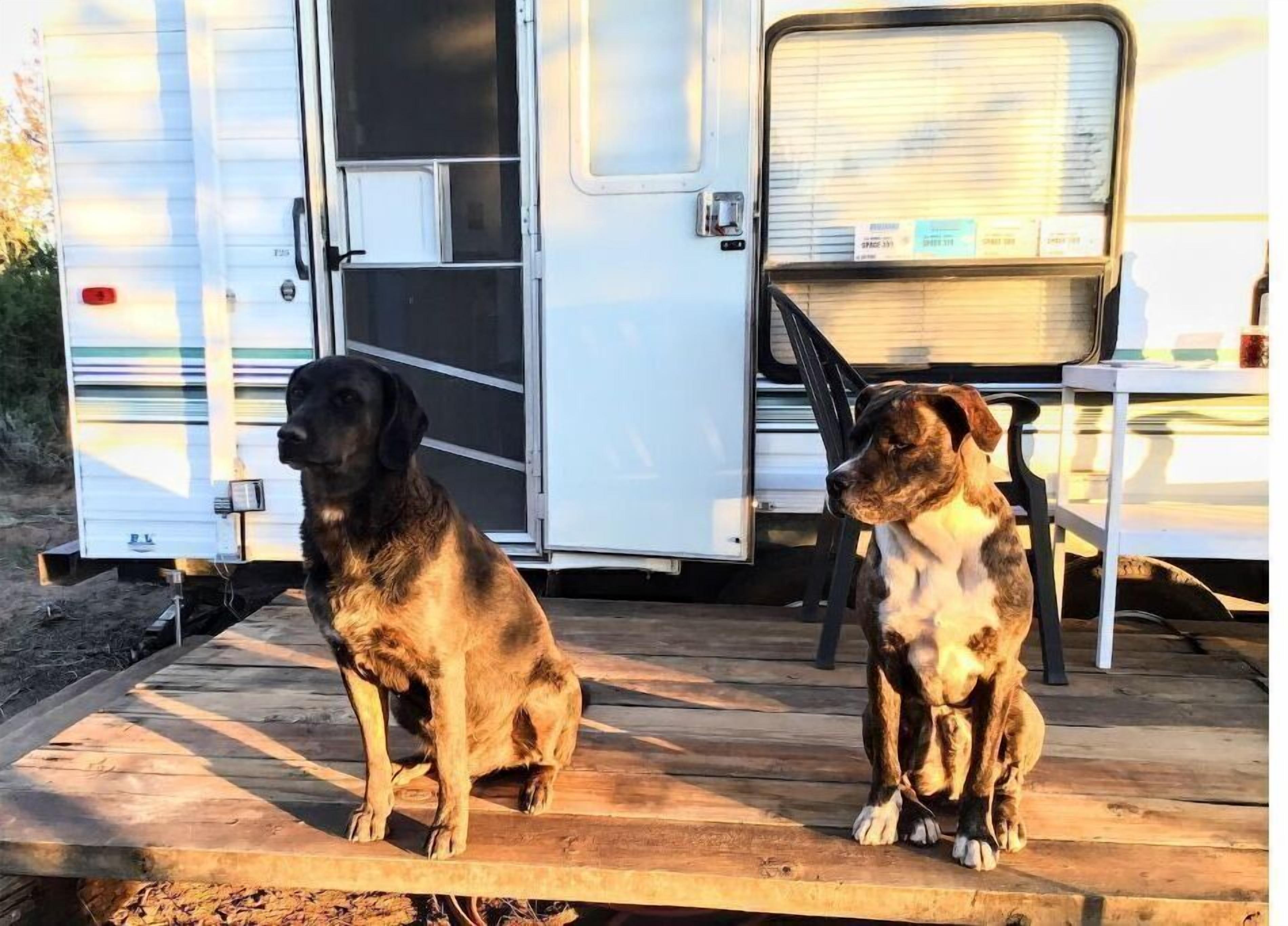 Deux chiens sont assis sur une terrasse en bois devant un camping-car blanc doté d’une porte coulissante.