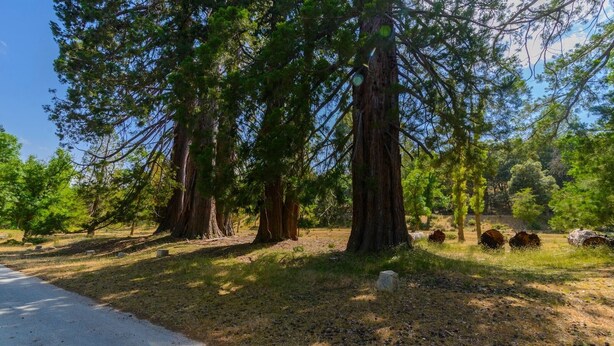 A campground with large trees, a dirt path, and a paved road.