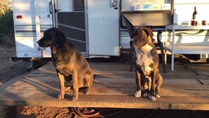 Two dogs sitting on a wooden deck in front of a white RV with a table and chairs.