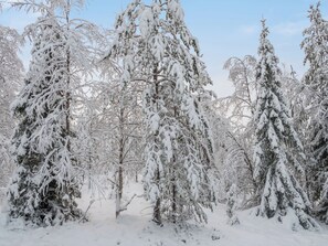 Un bosque denso de árboles cubiertos de nieve.