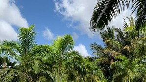 A paved pathway lined with palm trees and a clear blue sky. - Villa 47 Vipingo Ridge (Vipingo)