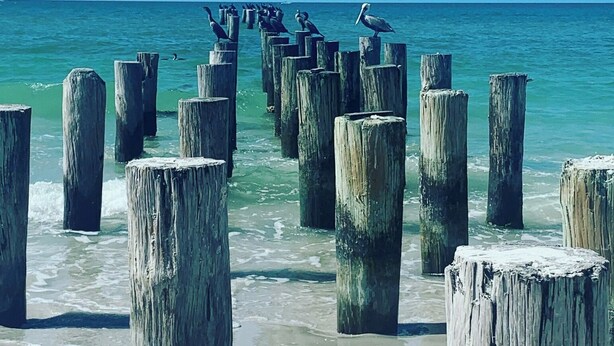 Houten palen die in het water staan, met vogels erop.