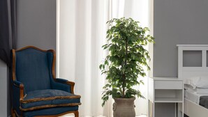 A room with a blue armchair, a potted plant, and a white bed. - Bed and Best Triple/Quadruple deluxe (Roma)