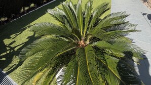 Een verzorgde tuin met een palmboom, een hangstoel en een gebouw met pannendak op de achtergrond.