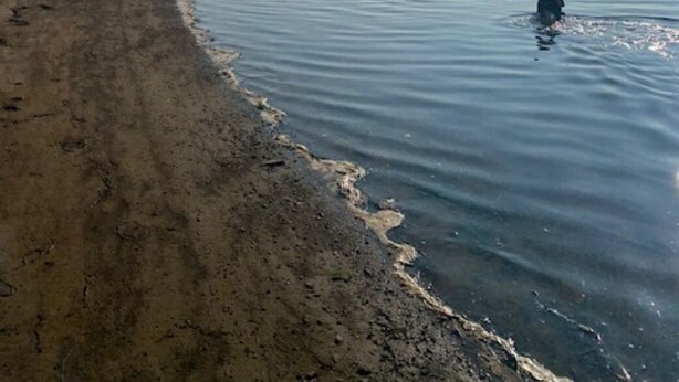 Una playa con agua tranquila y un perro a lo lejos.