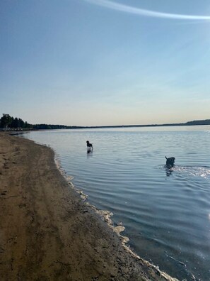 Una playa con agua tranquila y un perro a lo lejos.