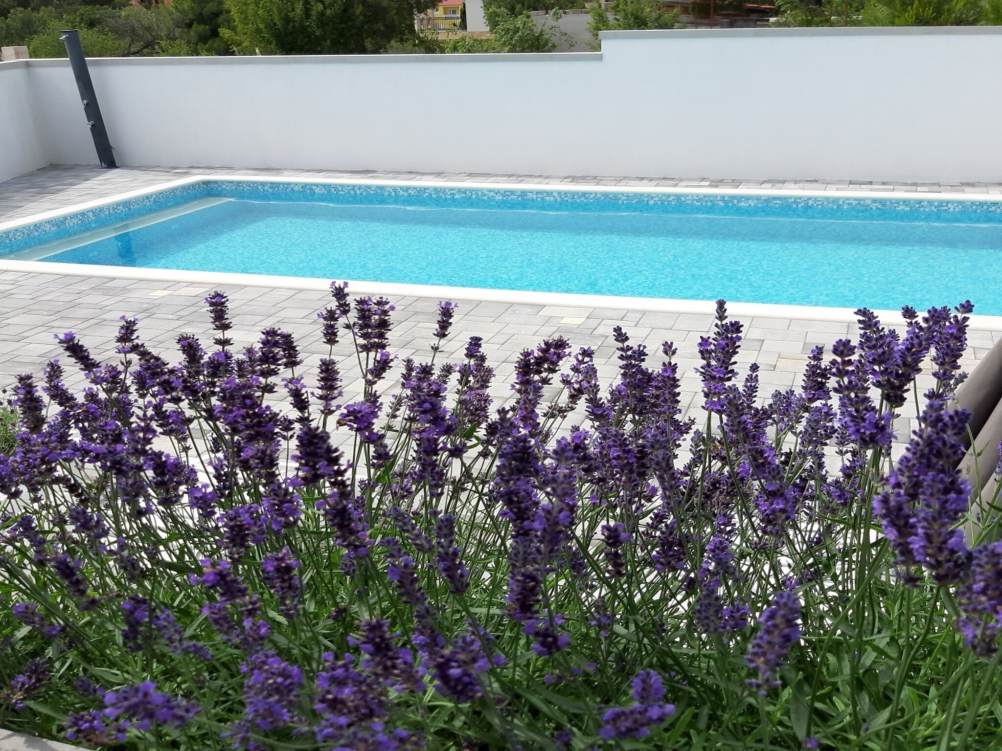 A swimming pool with a white wall and a row of lavender plants in the foreground.