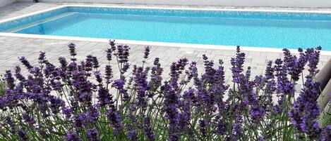 A swimming pool with a white wall and a row of lavender plants in the foreground.