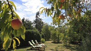 Ein Garten mit Pfirsichbaum, einer Holzbank und blauem Himmel.