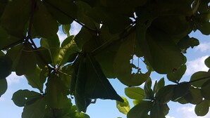 A beach with clear water and a view of the sky through tree leaves.