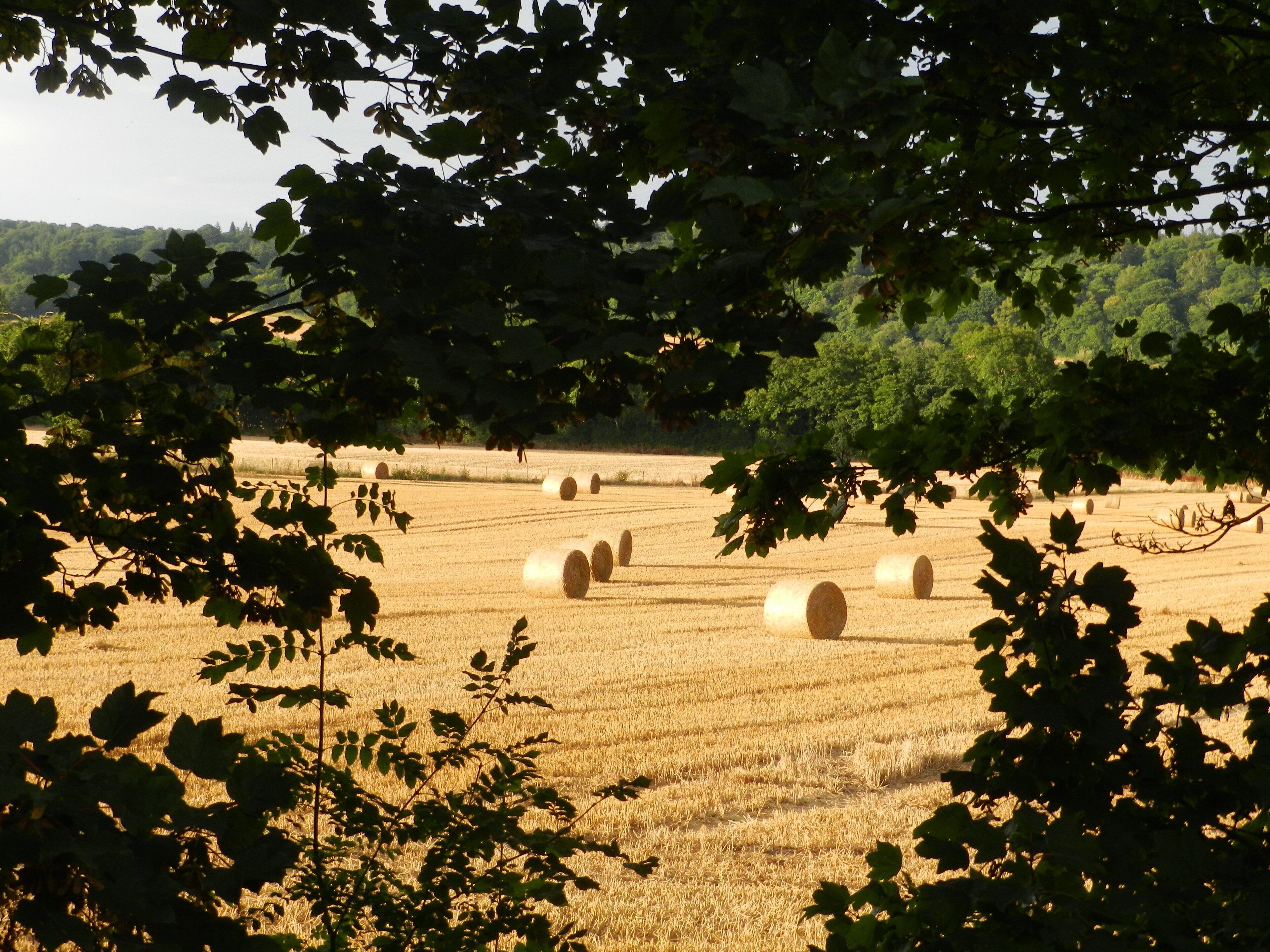 Cabin, 1 Queen Bed | Property grounds
