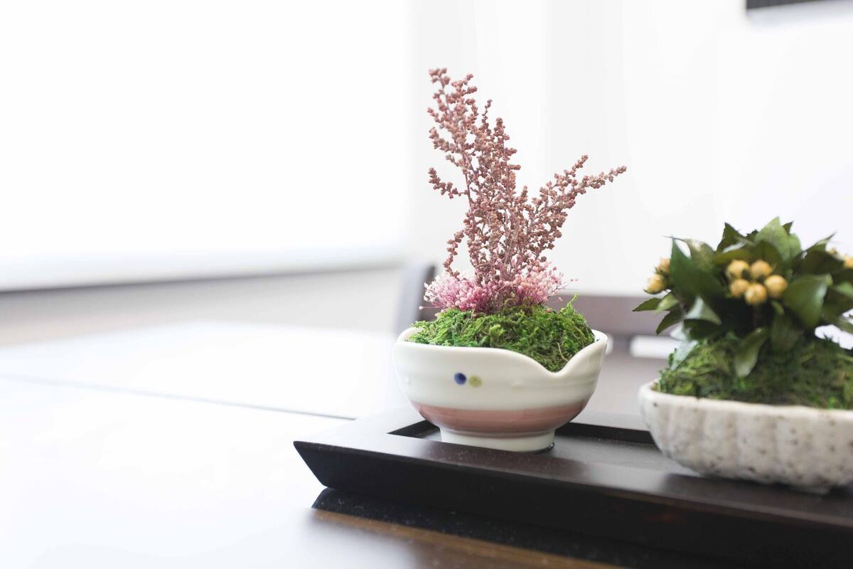 Two small potted plants on a dark surface.