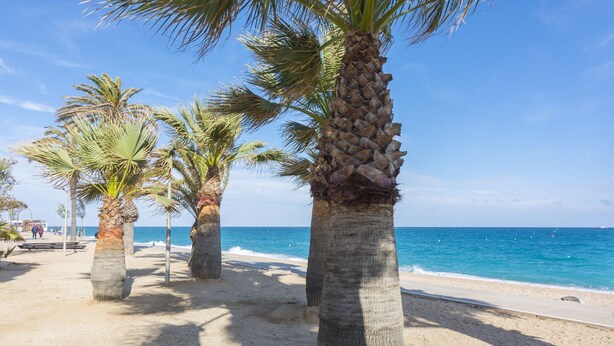 A beach with palm trees and a clear blue sky.