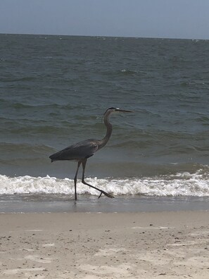 Vlak bij het strand