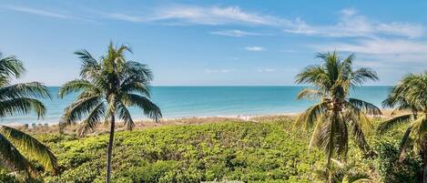 Un jardin tropical avec des palmiers et une vue sur l’océan.