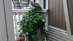 A covered outdoor area with a wooden bench, a potted plant, and a bird statue. - Ocean Lakes Pelican Pointe, Beautiful Ocean & Lake Front cozy cottage. (Myrtle Beach)